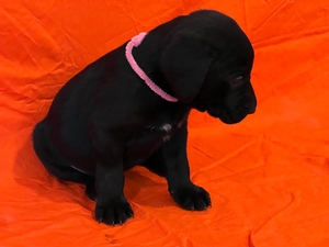 Black Female