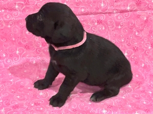 Black Female