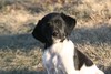Black/White Spotted Female
