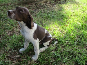 Chocolate and White Male 