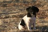 Black/White Spotted Female