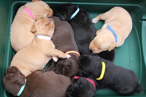Buddy-Chloe Litter