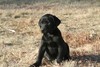 Black Male