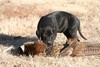 Black Lab