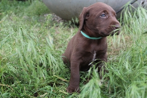 Chocolate Female white strip