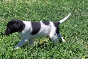Black and White spotted male
