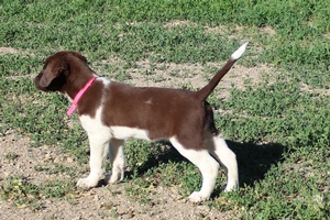 Chocolate and White Swirl Female