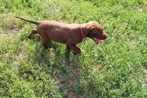 Chocolate Female Pointing Labrador Puppy