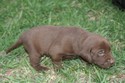 Chocolate Male