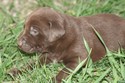 Chocolate Female