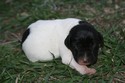 Black and White Female