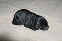 Black Female