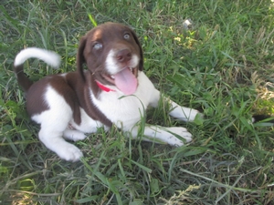 Chocolate and White 