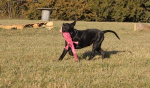 Black Male
