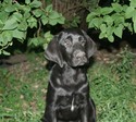 Black Male