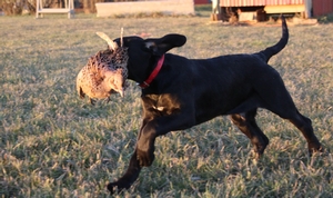 Black Male