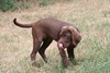 Chocolate Female