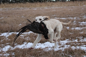 Yellow White Male