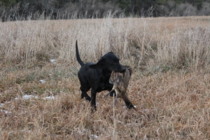 Black Female