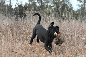 Black Female