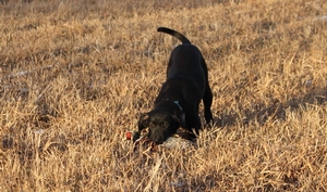Black Female