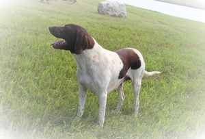 Sadie