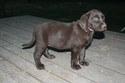 Chocolate Female
