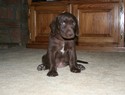 Chocolate Female