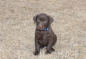 Solid Chocolate Male