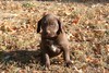 Chocolate Female 