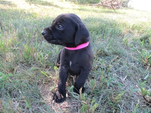 Black Female