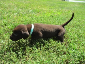 Chocolate Female