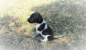 Black and White Male