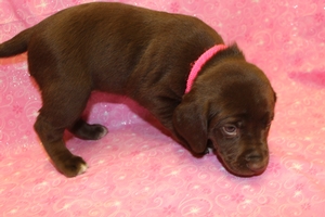Chocolate Female with white toes and chest