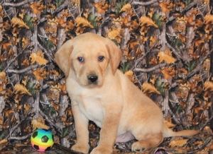 Yellow Male