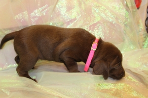 Chocolate Female -Solid
