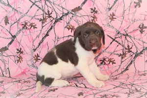 Chocolate and White Female