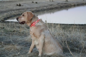 Gracie