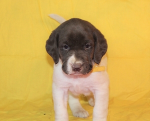 Chocolate and White Female