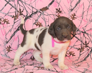 Chocolate and White Female
