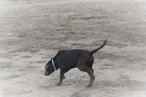 Chocolate Male 