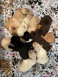 Kaylee Litter