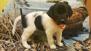 Black and White spotted male 