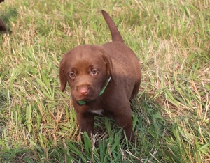 Chocolate Male