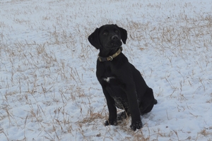 Black Male with White Marking