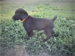 Solid Black female 
