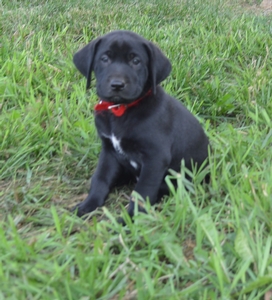 Black Male with White Star Pattern  on chest