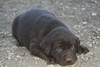 #5 chocolate female