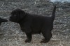 #2 chocolate male