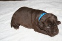 #1  Chocolate male